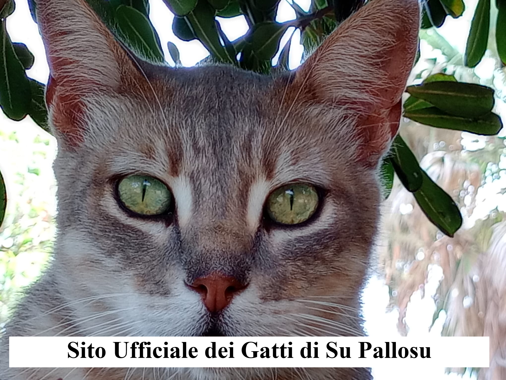 I Gatti di Su Pallosu